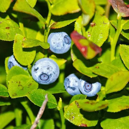 6 Person In Passebekk-by Traum Omholt