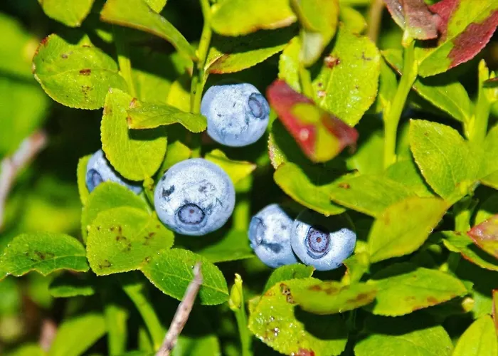 6 Person In Passebekk-by Traum Omholt